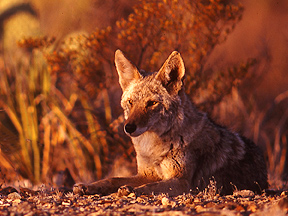 Coyote Big Bend National Park