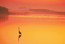 Image of Great Egret, Anahuac Sunrise