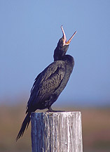 Picture of Cormorant