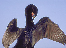 Picture of Cormorant