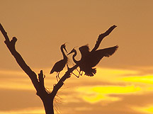 Picture of Great Blue Herons