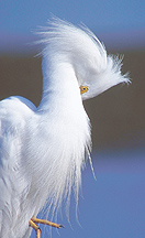 Picture of Snowy Egret