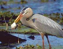 Picture of Great Blue Heron