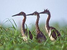 Picture of Tri-Colored Herons